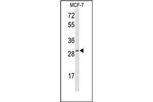 Western blot analysis of HES6 Antibody (N-term) in MCF-7 cell line lysates (35ug/lane). (HES6 Antikörper  (N-Term))