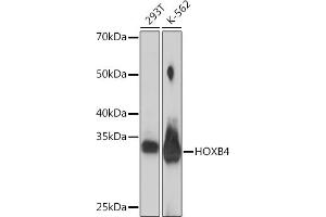 Western blot analysis of extracts of various cell lines, using HOXB4 Rabbit mAb (ABIN7267767) at 1:1000 dilution. (HOXB4 Antikörper)