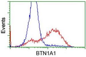 HEK293T cells transfected with either RC223852 overexpress plasmid (Red) or empty vector control plasmid (Blue) were immunostained by anti-BTN1A1 antibody (ABIN2452845), and then analyzed by flow cytometry. (BTN1A1 Antikörper)