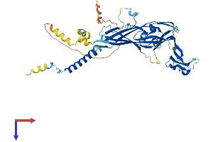 P2RX5 Protein (AA 1-422) (His tag)