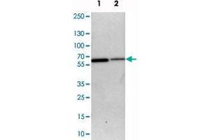 Western blot analysis of cell lysates with SLC15A4 polyclonal antibody  at 1:250-1:500 dilution. (SLC15A4 Antikörper)