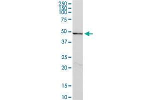 CYLC2 MaxPab polyclonal antibody. (CYLC2 Antikörper  (AA 1-348))
