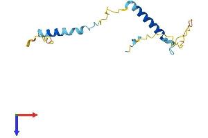Pcp2 Protein (AA 1-136) (His tag)