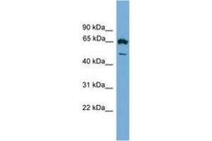 Image no. 1 for anti-Early B-Cell Factor 4 (EBF4) (AA 453-503) antibody (ABIN6744628) (EBF4 Antikörper  (AA 453-503))