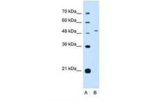 Image no. 1 for anti-Nuclear Receptor Subfamily 0, Group B, Member 1 (NR0B1) (AA 201-250) antibody (ABIN6738414) (NR0B1 Antikörper  (AA 201-250))