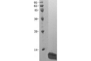 Validation with Western Blot (CCL26 Protein)