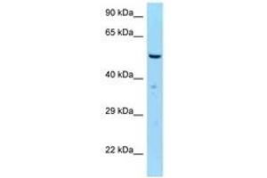 Image no. 1 for anti-Spindle Assembly 6 Homolog (SASS6) (AA 402-451) antibody (ABIN6748167) (SASS6 Antikörper  (AA 402-451))