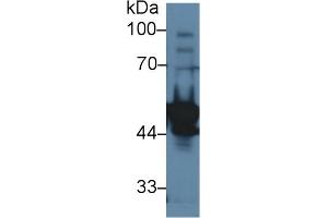 Western Blot; Sample: Rat Testis lysate; Primary Ab: 1µg/ml Rabbit Anti-Rat LYAR Antibody Second Ab: 0. (LYAR Antikörper  (AA 271-386))