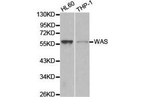 Western Blotting (WB) image for anti-Wiskott-Aldrich Syndrome (Eczema-thrombocytopenia) (WAS) antibody (ABIN1875343) (WASP Antikörper)