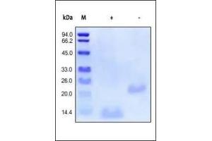 The purity of rhBMP2 was determined by SDS-PAGE of reduced (R) and non-reduced (NR) rhBMP2 and staining overnight with Coomassie Blue. (BMP2 Protein (AA 284-396))