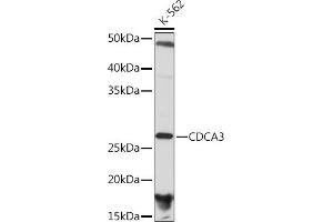 Western blot analysis of extracts of K-562 cells, using CDC Rabbit mAb (ABIN7266261) at 1:1000 dilution. (CDCA3 Antikörper)