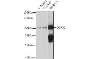 Western blot analysis of extracts of various cell lines, using COPG2 antibody (ABIN7266425) at 1:1000 dilution. (COPG2 Antikörper  (AA 542-871))
