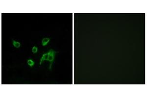 Immunofluorescence analysis of COS-7 cells, using WNT1 antibody. (WNT1 Antikörper  (C-Term))