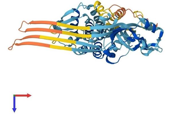 GSDMD Protein (AA 1-487) (His tag)