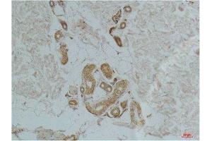 Immunohistochemistry (IHC) analysis of paraffin-embedded Human Skin Tissue using Ghrelin Receptor Rabbit Polyclonal Antibody diluted at 1:200. (GHSR Antikörper)