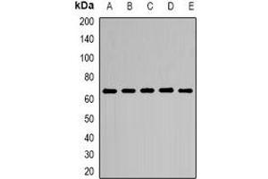 Western blot analysis of CD299 expression in HEK293T (A), Hela (B), NIH3T3 (C), mouse lung (D), mouse heart (E) whole cell lysates.