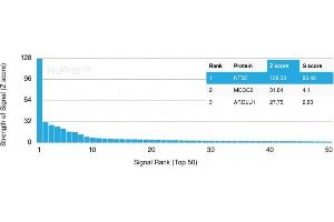 Analysis of Protein Array containing more than 19,000 full-length human proteins using CD73 Mouse Recombinant Monoclonal Antibody (NT5E/2545) Z- and S- Score: The Z-score represents the strength of a signal that a monoclonal antibody (MAb) (in combination with a fluorescently-tagged anti-IgG secondary antibody) produces when binding to a particular protein on the HuProtTM array. (CD73 Antikörper)