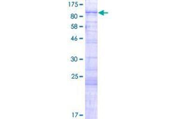 FAM71B Protein (AA 1-605) (GST tag)