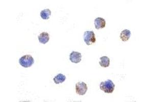 Immunohistochemistry (IHC) image for anti-Elongator Complex Protein 1 (ELP1) (C-Term) antibody (ABIN1030431) (IKAP/p150 Antikörper  (C-Term))