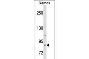 RXFP2 Antibody (C-term) (ABIN1537554 and ABIN2850376) western blot analysis in Ramos cell line lysates (35 μg/lane).
