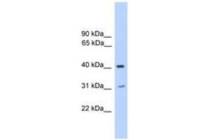 Image no. 1 for anti-Phosphatase, Orphan 2 (PHOSPHO2) (N-Term) antibody (ABIN6745589) (PHOSPHO2 Antikörper  (N-Term))
