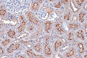 Immunohistochemistry (IHC) image for anti-Xanthine Dehydrogenase (XDH) antibody (ABIN7271408)