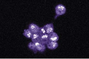 Immunofluorescence staining of PC12 cells (EPH Receptor A4 Antikörper  (AA 279-472))