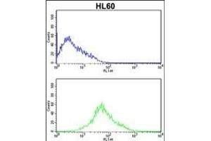 PRKRA Antibody  (ABIN392151 and ABIN2841876) flow cytometric analysis of HL60 cells (bottom histogram) compared to a negative control cell (top histogram). (PRKRA Antikörper  (AA 225-252))