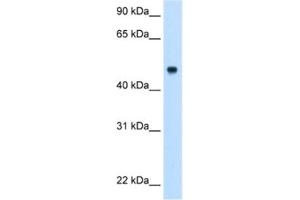 Western Blotting (WB) image for anti-Complement Component 8, beta Polypeptide (C8B) antibody (ABIN2462792)