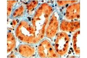 AP23770PU-N SEMA5A antibody staining of paraffin embedded Human Kidney at 4 µg/ml. (SEMA5A Antikörper  (Internal Region))