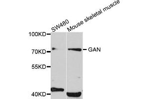 Western blot analysis of extracts of various cell lines, using GAN antibody (ABIN5972335) at 1/1000 dilution. (GAN Antikörper)