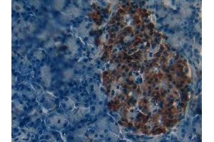IHC-P analysis of Mouse Pancreas Tissue, with DAB staining. (iPLA2 Antikörper  (AA 481-702))