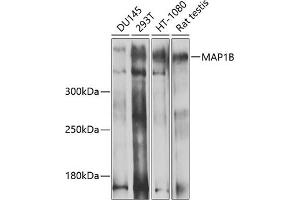 Western blot analysis of extracts of various cell lines, using MB antibody (ABIN1680748, ABIN3017668, ABIN3017669 and ABIN6220205) at 1:1000 dilution. (MAP1B Antikörper  (AA 1820-2100))