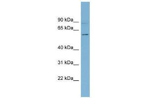 Western Blot showing HSF5 antibody used at a concentration of 1-2 ug/ml to detect its target protein.