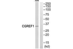 Western blot analysis of extracts from A549 cells, using CGREF1 antibody. (CGREF1 Antikörper  (C-Term))