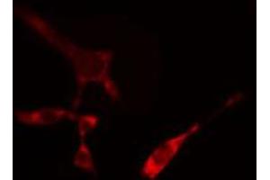 ABIN6274312 staining NIH-3T3 cells by IF/ICC. (SFRS17A Antikörper)