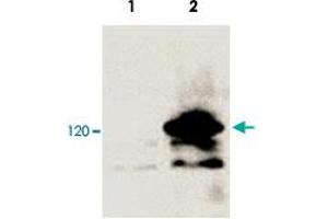 Western blot analysis of 293 cells transfected with a lacZ-V5-tagged vector (Lane 2) and untransfected control (Lane 1). (V5 Epitope Tag Antikörper  (AA 95-108))