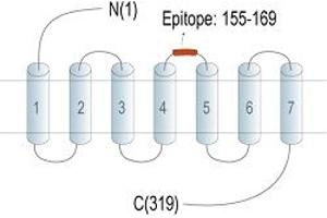 Representative domain view of the target of ABIN7582033. (GPR171 Antikörper  (2nd Extracellular Loop) (PE))