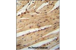 LARP6 antibody (N-term) (ABIN654784 and ABIN2844464) immunohistochemistry analysis in formalin fixed and paraffin embedded mouse heart tissue followed by peroxidase conjugation of the secondary antibody and DAB staining. (LARP6 Antikörper  (N-Term))