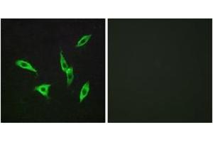 Immunofluorescence (IF) image for anti-Adenosine A2b Receptor (ADORA2B) (AA 231-280) antibody (ABIN2890803) (Adenosine A2b Receptor Antikörper  (AA 231-280))