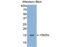 Western Blotting (WB) image for anti-Regenerating Islet-Derived 3 alpha (REG3A) (AA 40-164) antibody (ABIN3201756) (REG3A Antikörper  (AA 40-164))