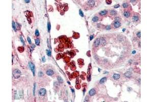 ABIN185486 (2µg/ml) staining of paraffin embedded Human Kidney. (CD235a/GYPA Antikörper  (C-Term))