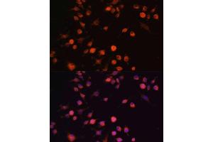 Immunofluorescence (IF) image for anti-PTK2 Protein tyrosine Kinase 2 (PTK2) (AA 700-800) antibody (ABIN6146423)