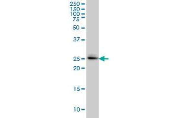 SPSB2 antibody  (AA 1-90)