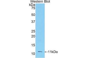 Western blot analysis of the recombinant protein. (FGF3 Antikörper  (AA 154-232))