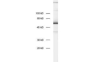 dilution: 1 : 1000, sample: rat brain homogenate (ZnF 370 Antikörper)
