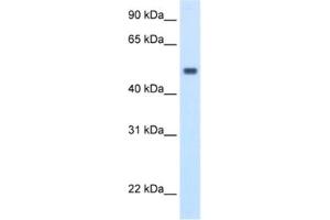 Western Blotting (WB) image for anti-Methionine Adenosyltransferase I, alpha (MAT1A) antibody (ABIN2462397) (MAT1A Antikörper)