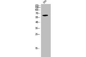 Western Blot analysis of 293 cells using Phospho-Krs-1/2 (T183) Polyclonal Antibody (STK3,STK4 (pThr183) Antikörper)
