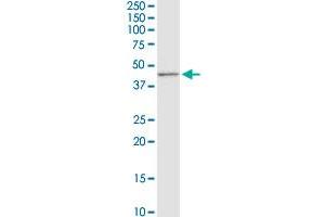 CD5L MaxPab rabbit polyclonal antibody. (CD5L Antikörper  (AA 1-347))