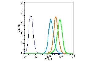 MCF-7 cells probed with Rabbit Anti-CDK1 Polyclonal Antibody . (CDK1 Antikörper  (AA 201-297))